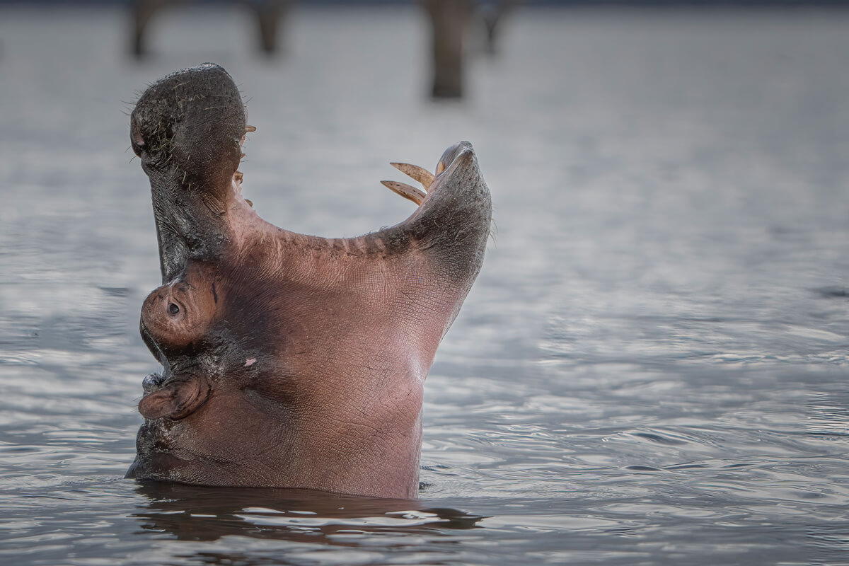 Ippopotamo. Lago Naivasha.leica natura
