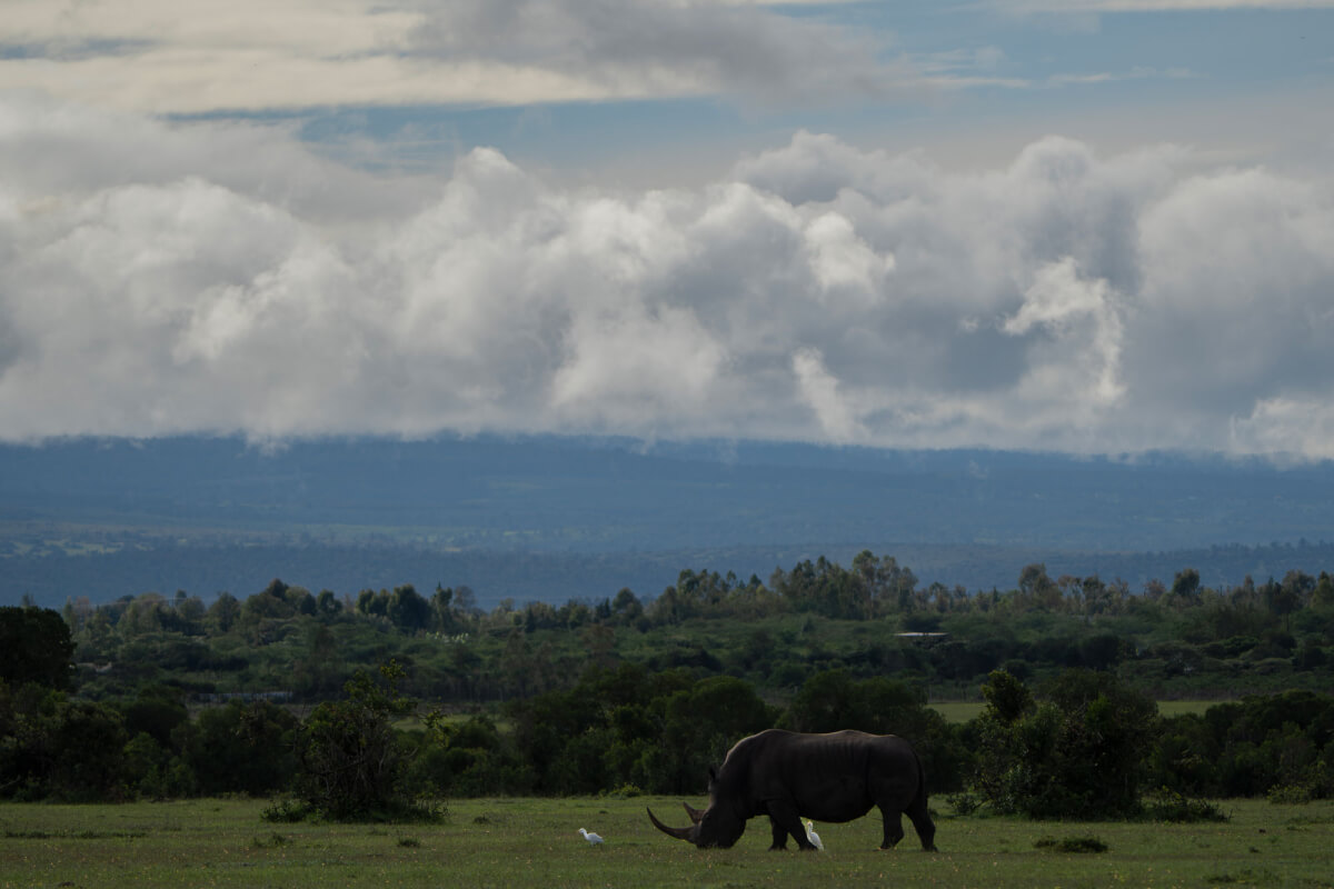 Rinoceronte bianco. Masai Mara